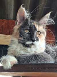 Koteczka maine coon