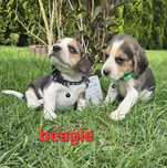 Beagle z Rodowodem do odbioru
