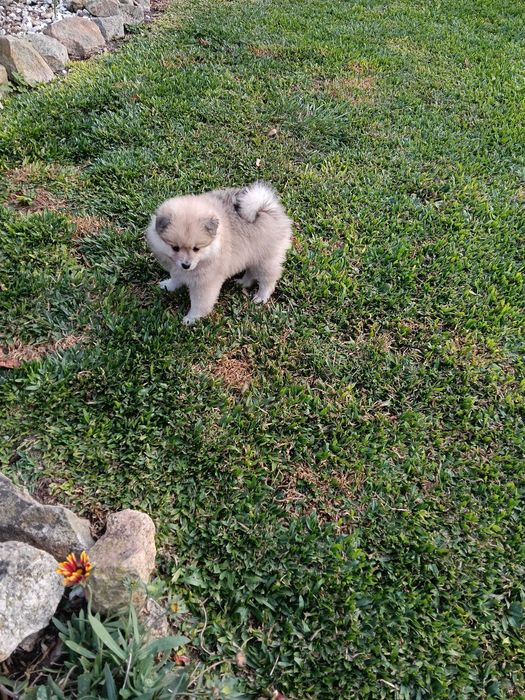 Spitz Alemão Macho