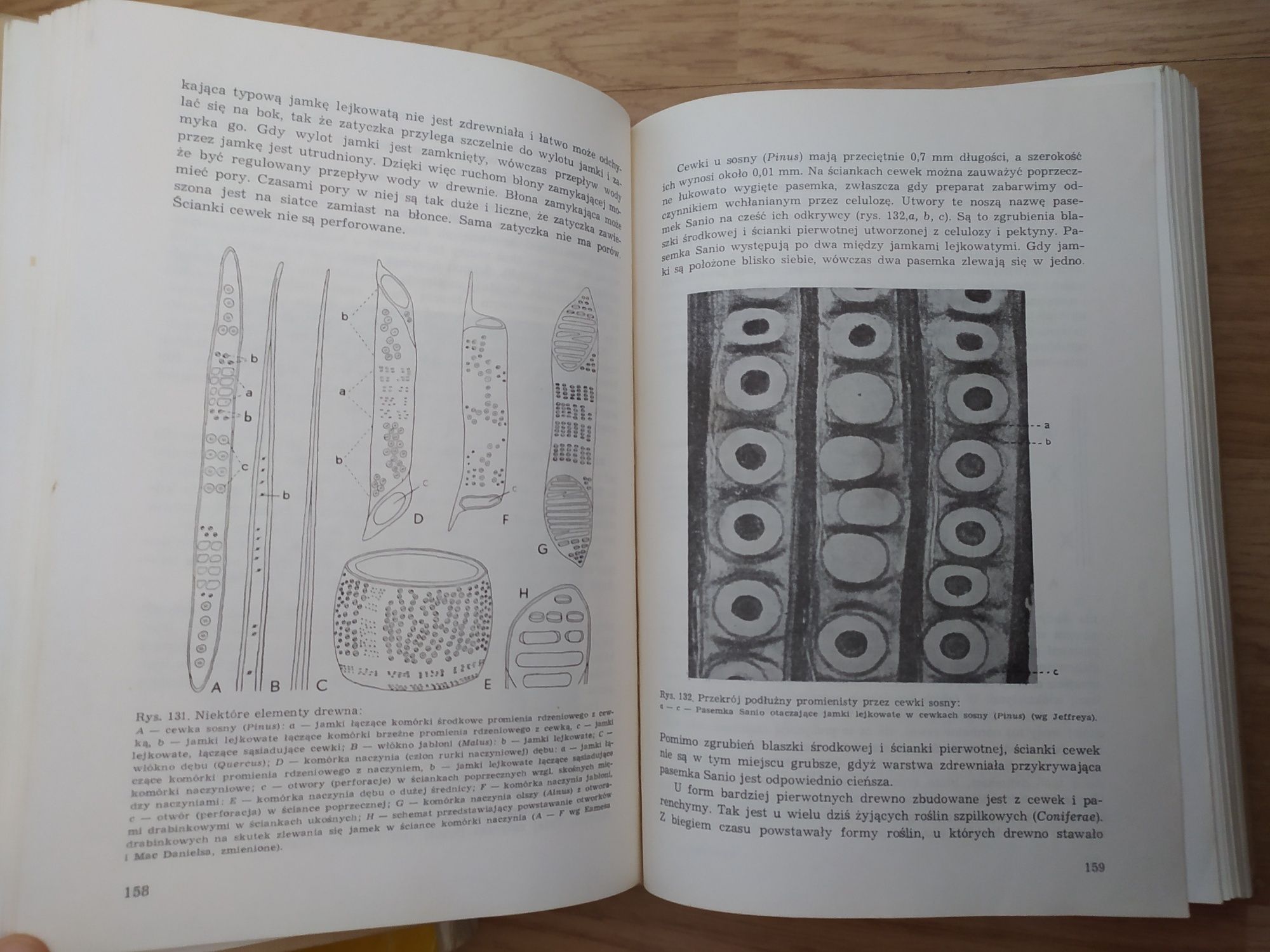 Anatomia Roślin, Edmunt Malinowski. Studia, PWN