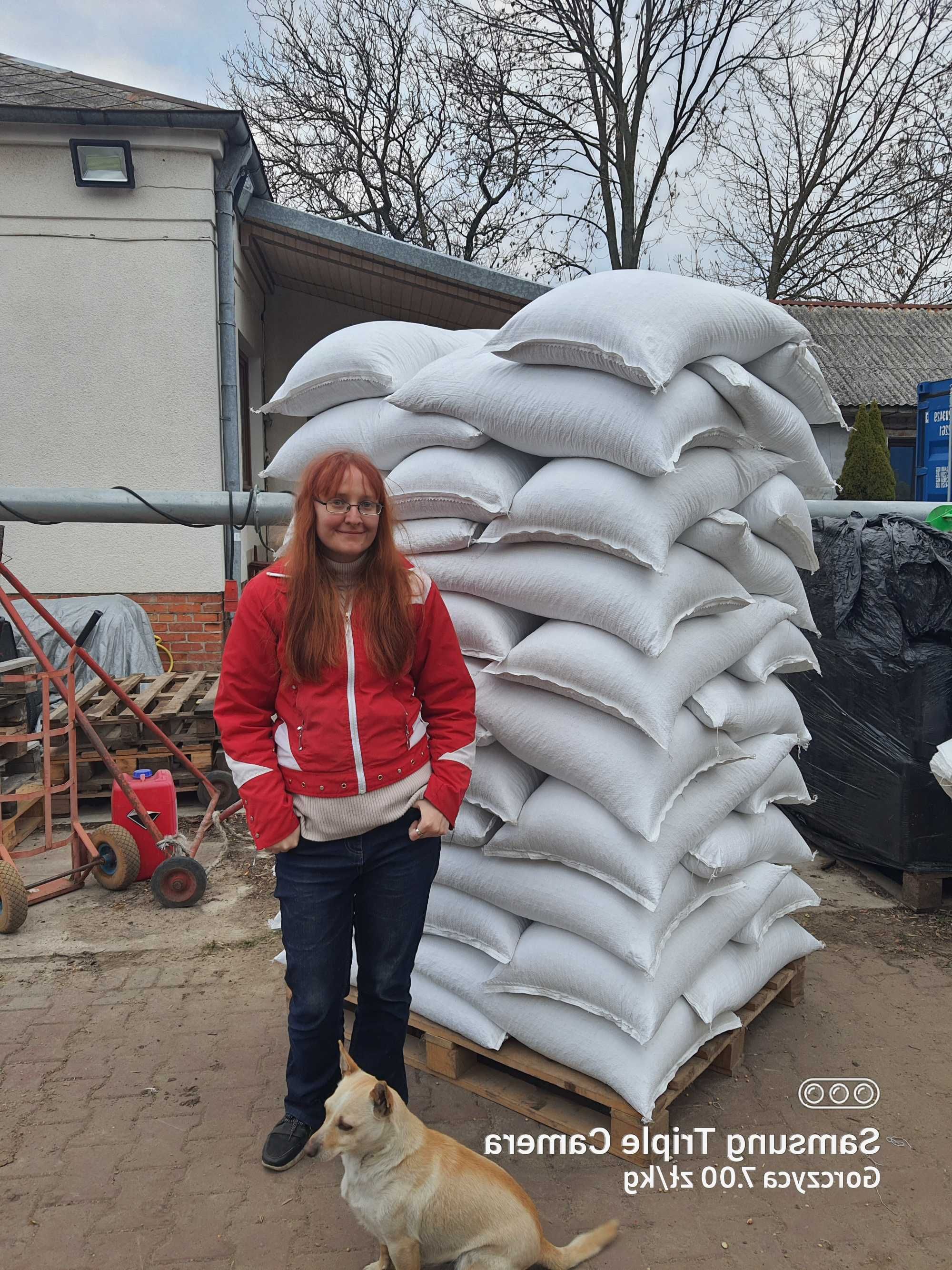 Lucerna Worki Z Lucerną Wysyłam Lucernę Czysta Sprawdzona Faktura VAT