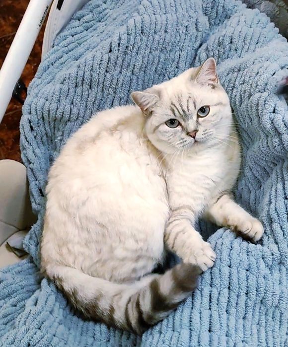 Мальчик Граф шиншиллка поинт