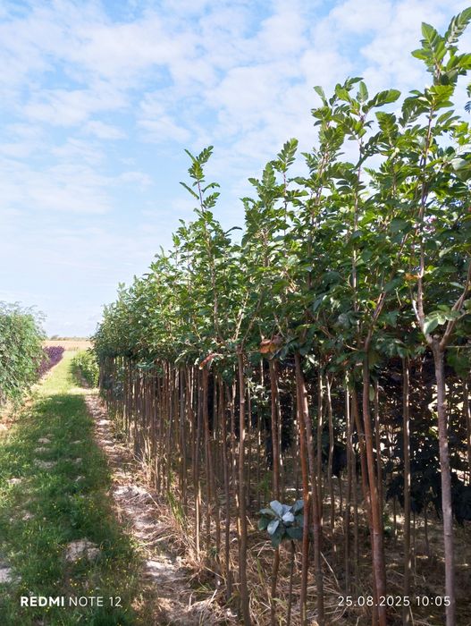 Drzewa Alejowe ,zapraszam