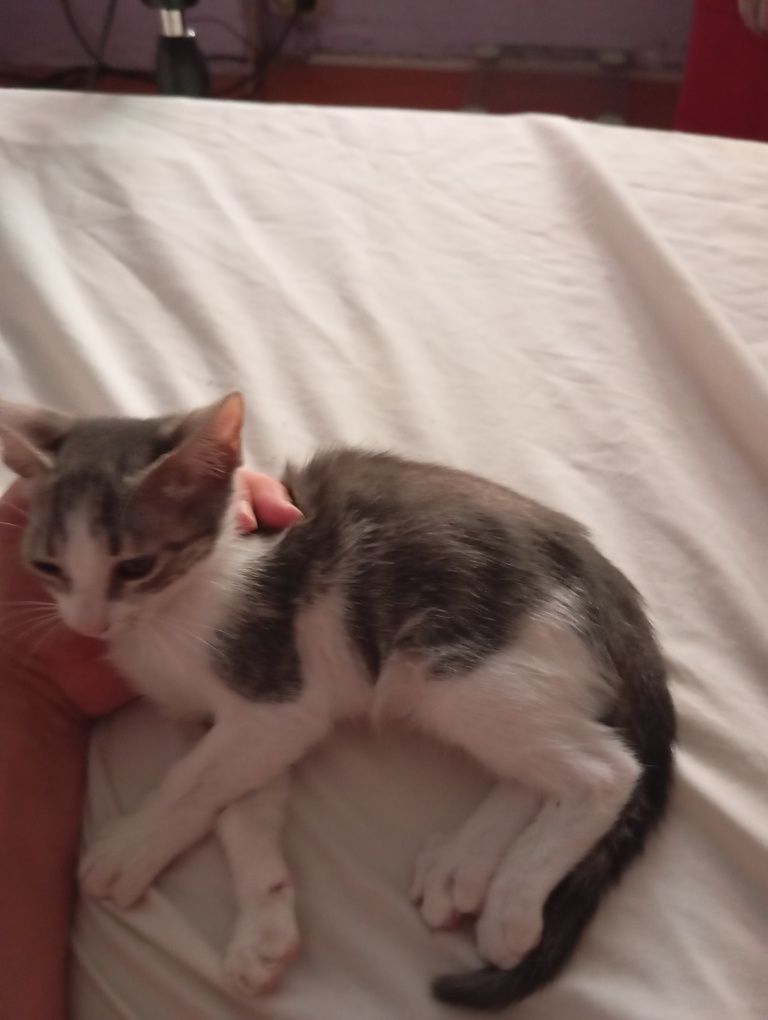 Gatinho para adoção