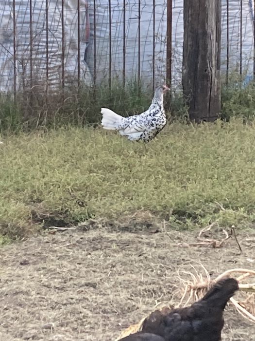 Kury koguty pary Ayam camani hamburgi