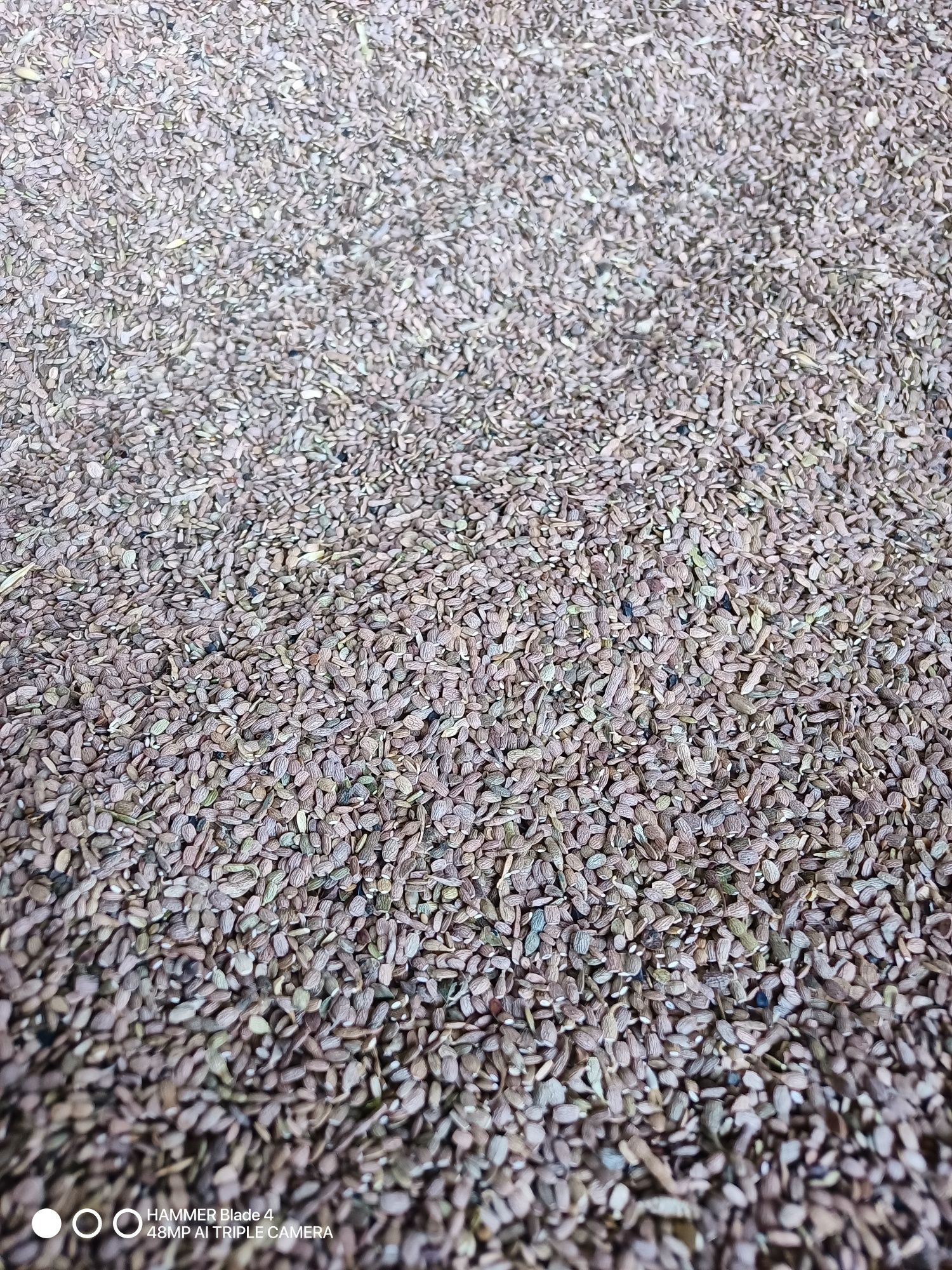 Seradela na poplon