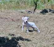 Dogue argentino de excelente qualidade