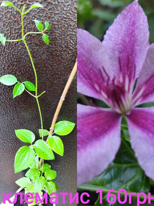 Клематис, гліцінія, хоста, морозник