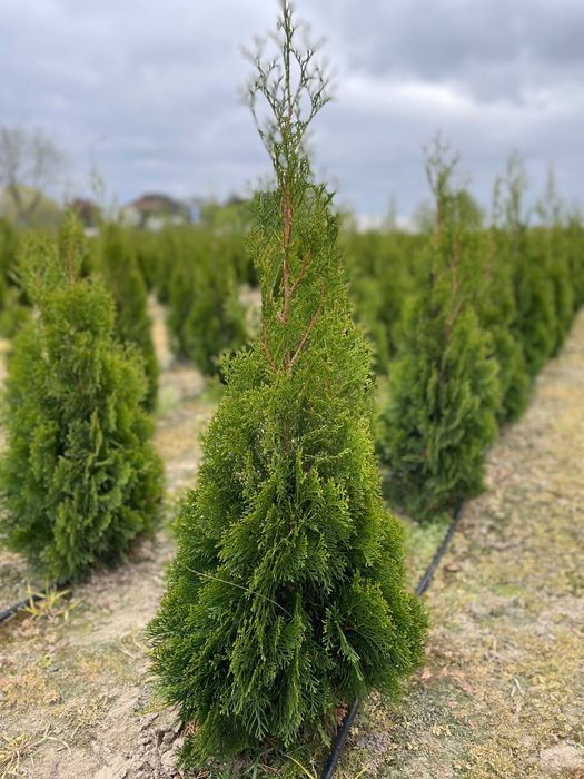 Tuje Szmaragd 100-120cm Piękne , Gęste, Zdrowe