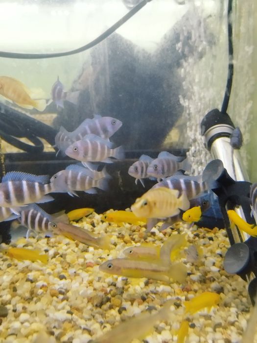 Cyphotilapia gibberosa blue zair moba tanganika