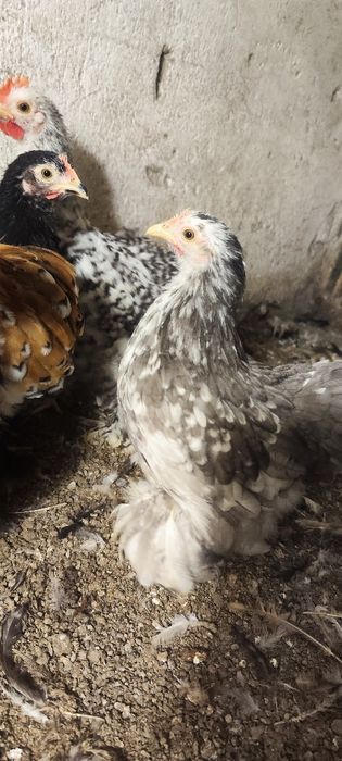 Kochin karzełek ,miniatura, miniaturowy.