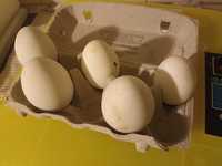Jajka lęgowe gęsi koludzkiej/białej