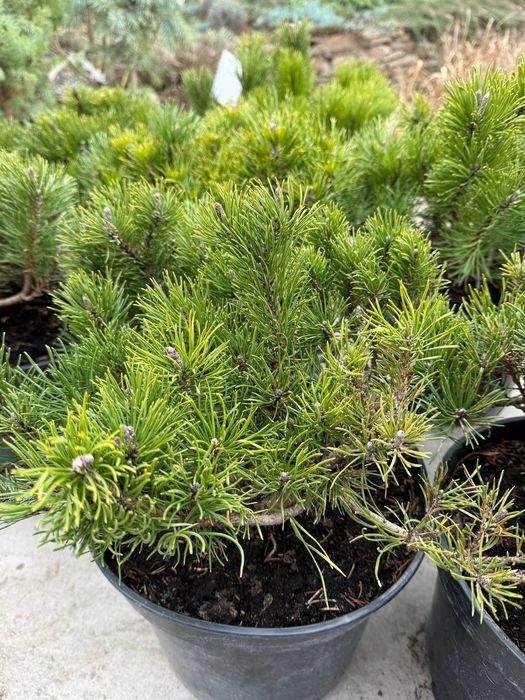 Горні сосни мугус та пуміліо малі 400 крупні 700