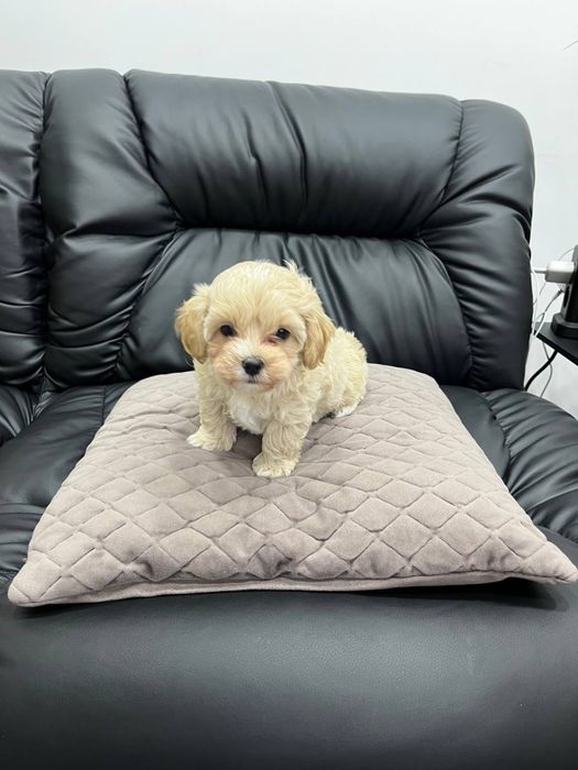 Мальтіпу F1 дівчата і хлопчик. Ціна реальна