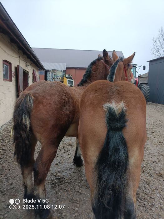 Dwie źrebice 10 miesięcy