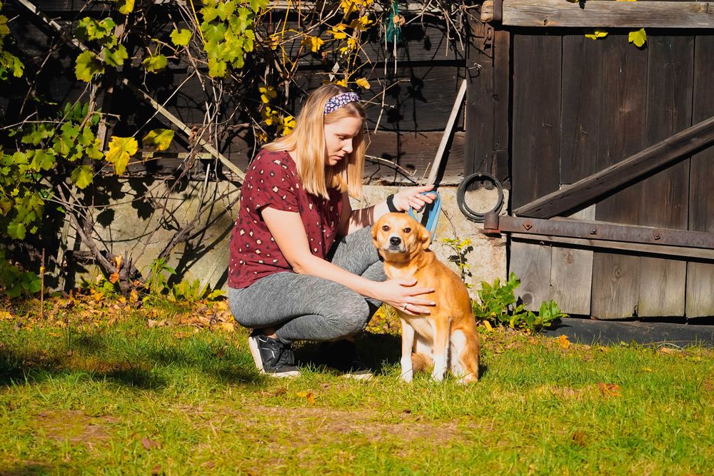 Medo - fajny psiak szuka domu