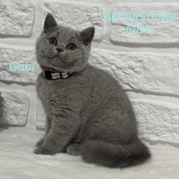 Kotka brytyjska niebieska z rodowodem FPL