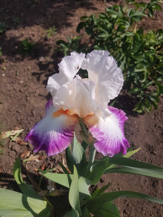 сортові  квіти  іриси, кала, лілейники  та флокс з особистої колекції.