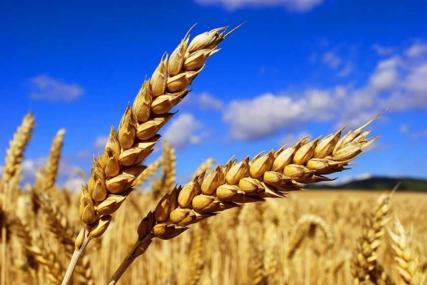 Продам пшеницю 4.8грн/кг