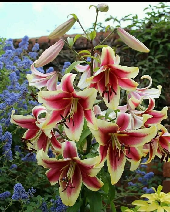 Лілія високі/низькі