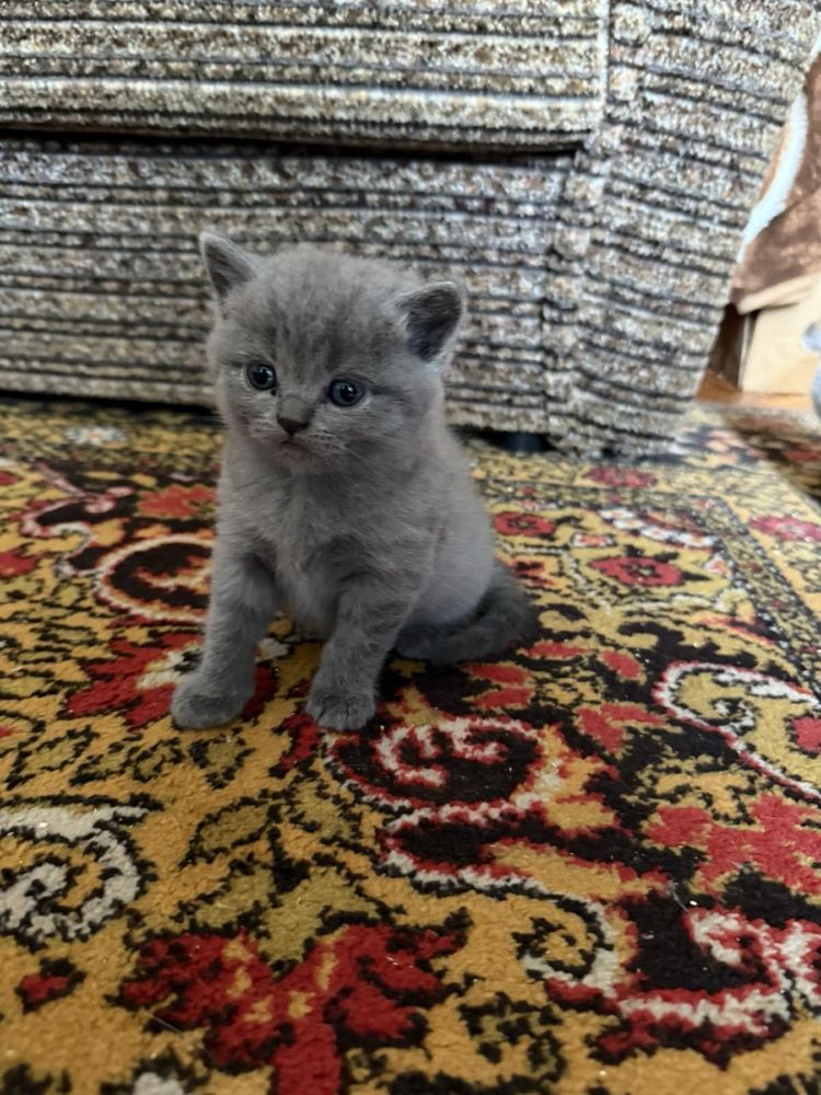 Шотландські кошенята
