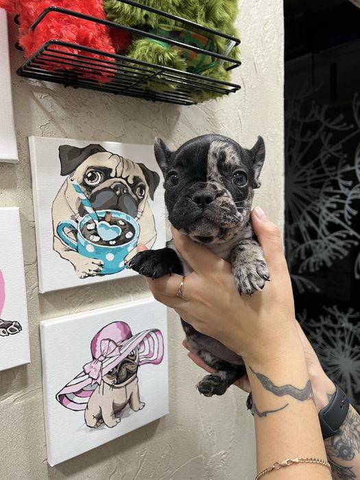 Французький бульдог