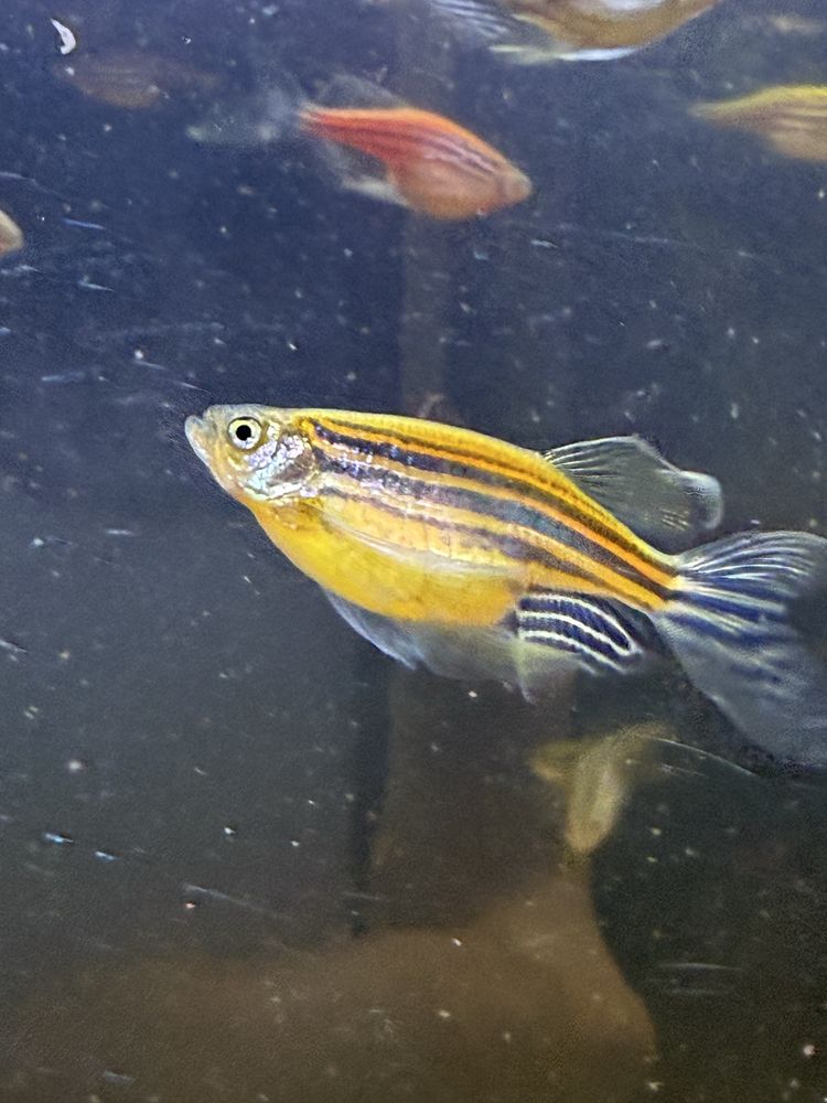 Danio pręgowane różne kolory