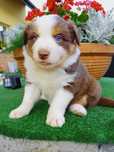 Border collie czekoladowy/brązowy  tricolor, niebieskie oczy