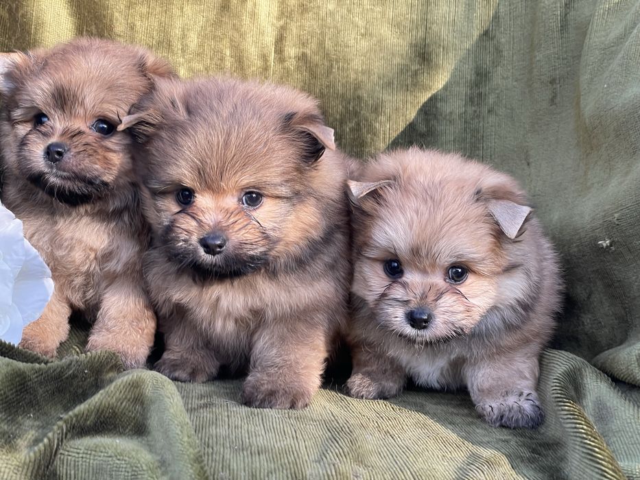 Дівчатка метис шпійорк