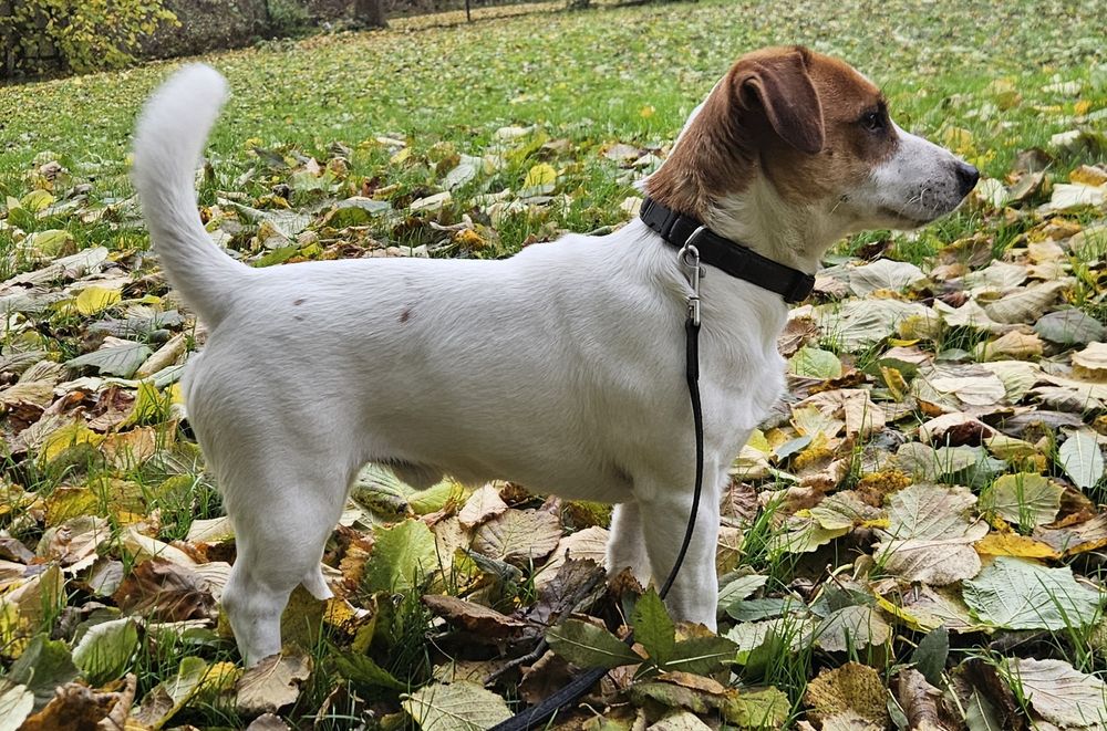 Piesek jack russell ZKwP FCI