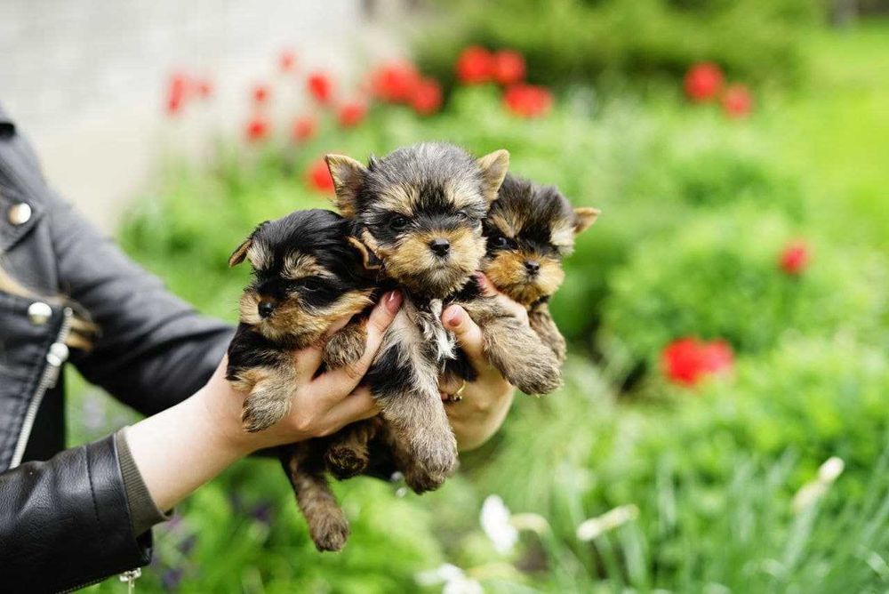 Йоркширський тер'єр цуценята