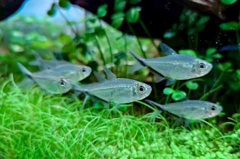 Tetra Costae bystrzyk Moenkhausia Costace - Rybki do akwarium