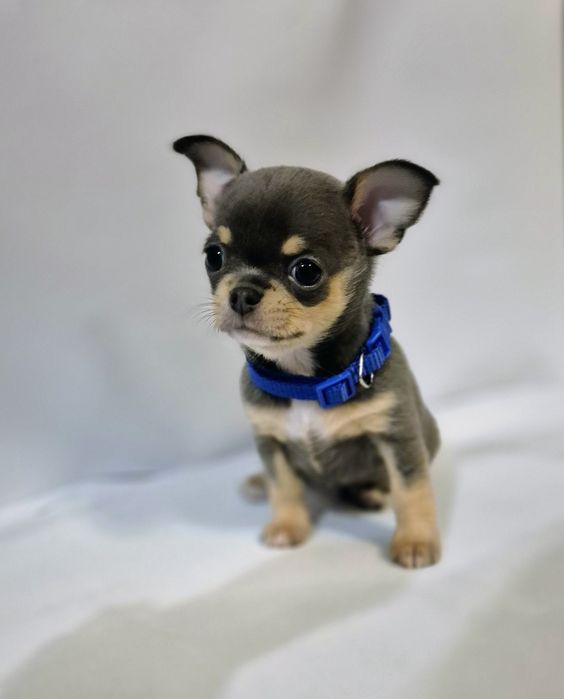 Chihuahua krótkowłosy BLUE & TAN z rodowodem ZKwP