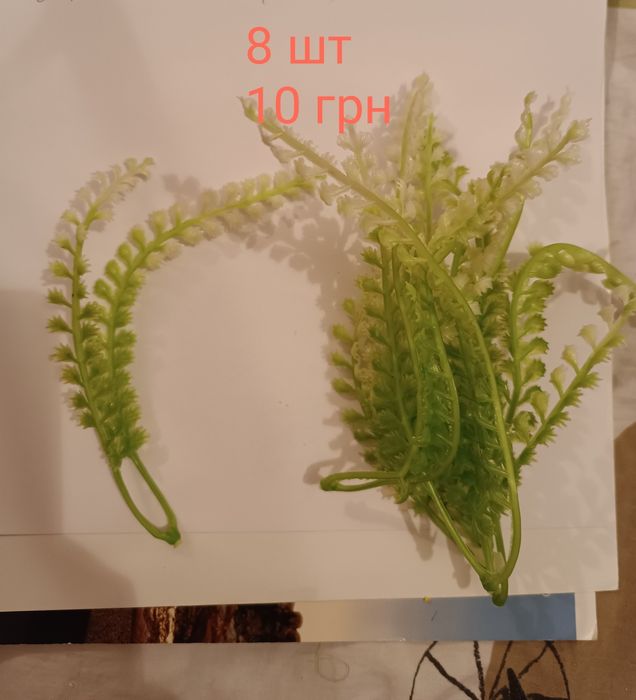 Декоративна зелень