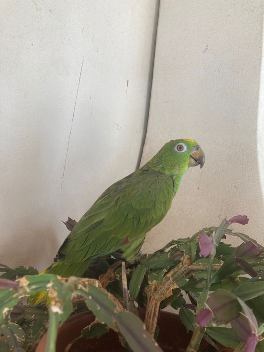 Amazonas ochrocephalo