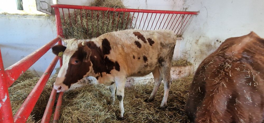 4 jałówki 2 byki Polskie