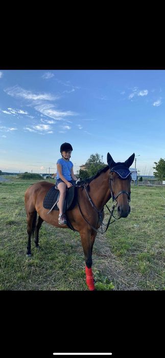 Sprzedam klacz łagodna spokojna