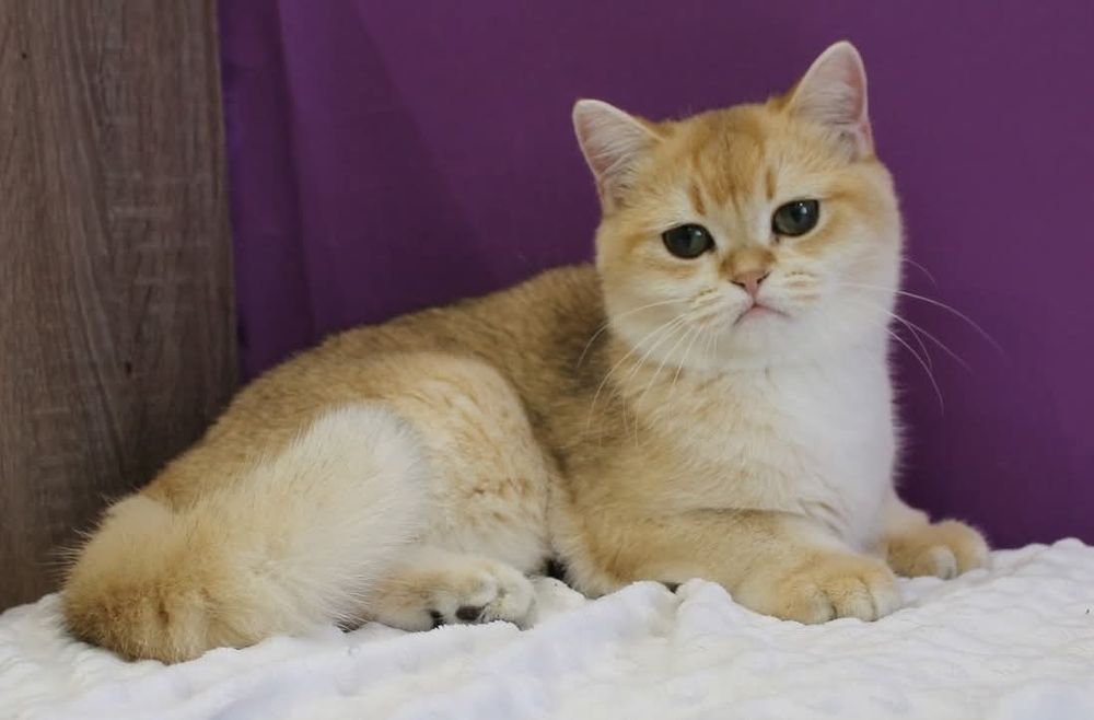 Девчонка Scottish Straight