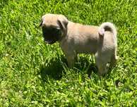 Pug macho disponível