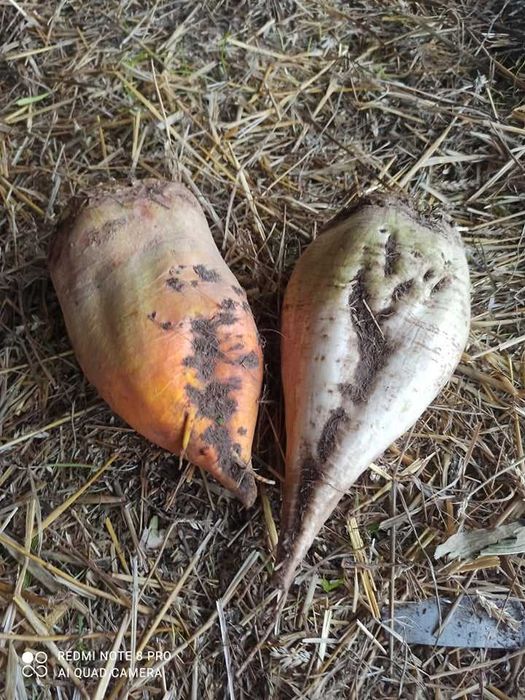 Buraki pastewne 0, 50zł/kg dla królików, kóz, koni, kur