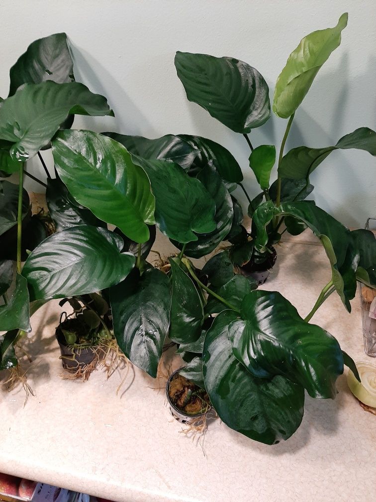 Anubias Bartera duży