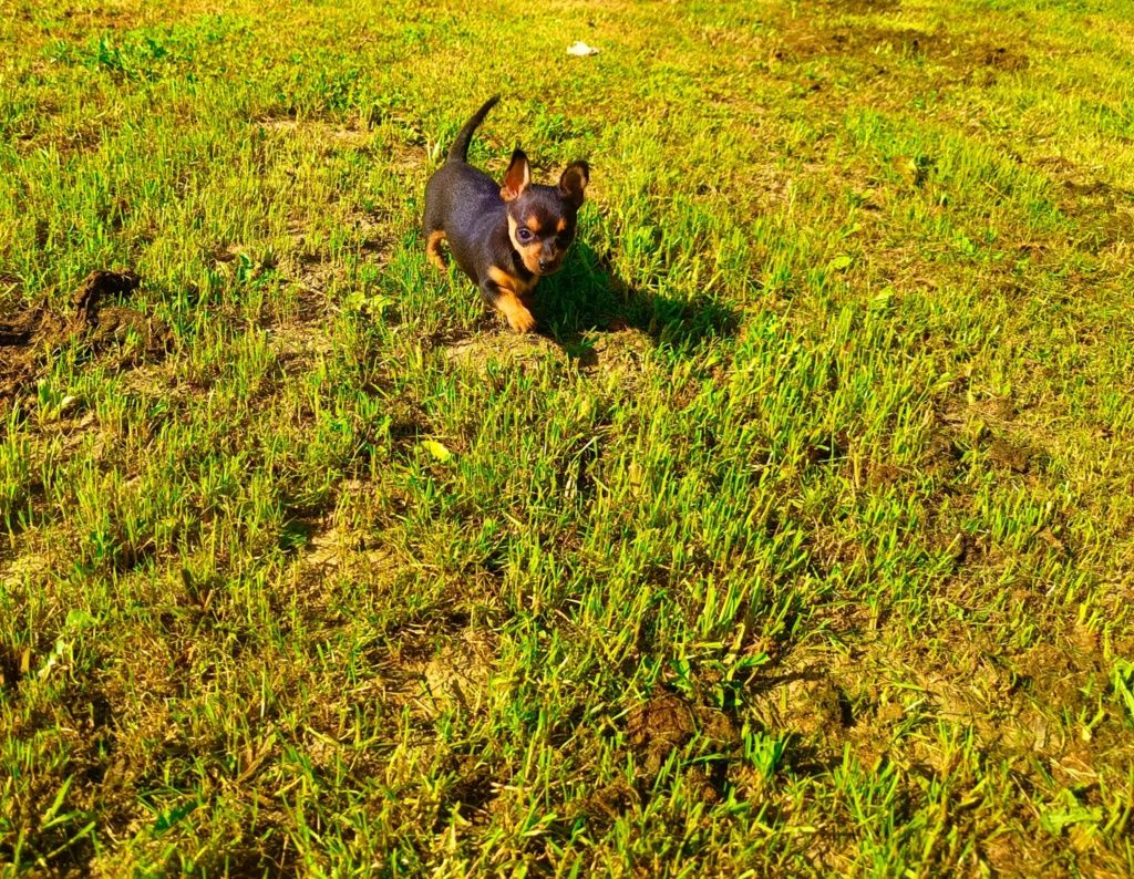Pinczer miniaturowy Piesek