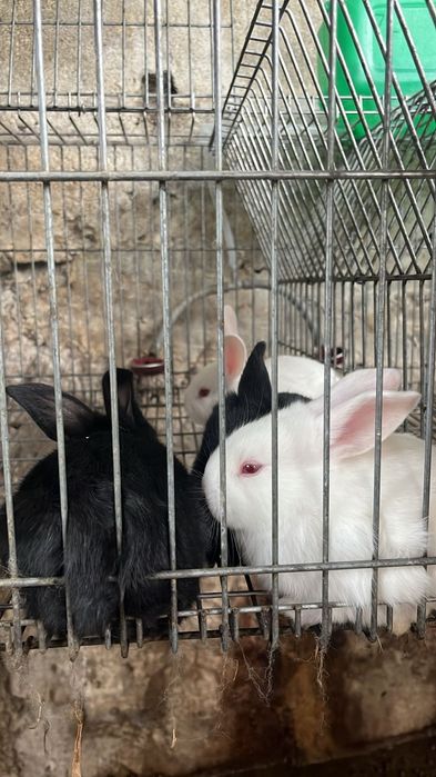 Vendo coelhos com 2 meses de idade