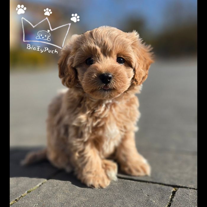 Maltipoo F1 beżowe toy badania paszport wyprawka