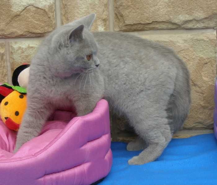 Kot Brytyjski koteczka brytyjska