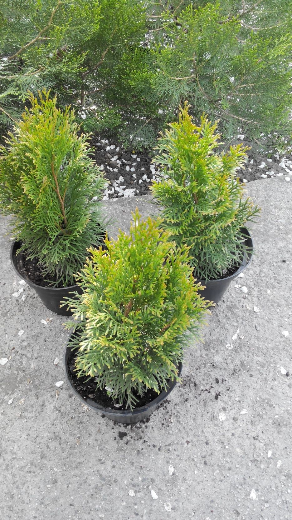 Продам туя Smaragd Classic Smaragd Gold