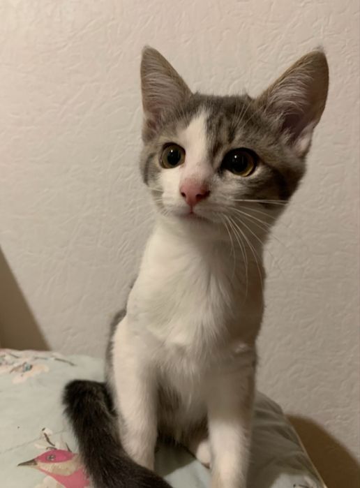 Маленька дівчинка шукає люблячу родину