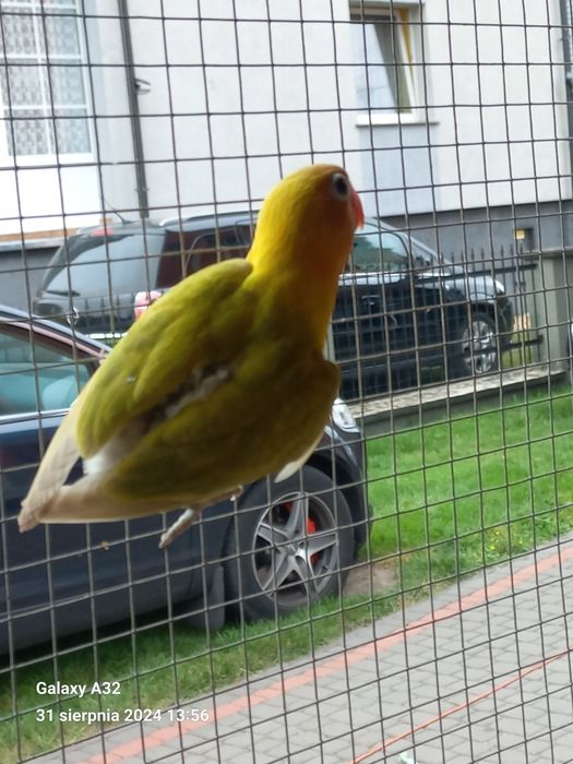 Sprzedam młodą Papugę Nierozłączkę Czerwonoczelną  z 2025r