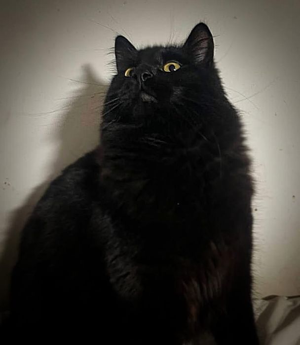 Czarny kocurek szuka domu