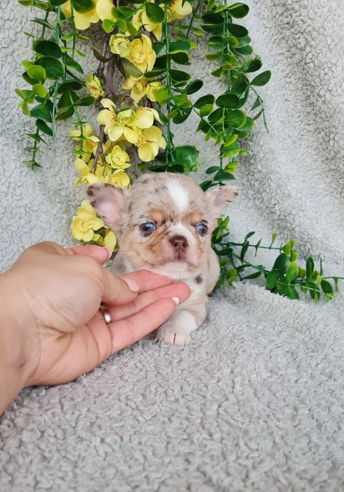 Excecional menino merle Chihuahua/Chiuaua. LinhagemRussa